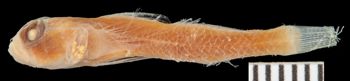 Media type: image;   Ichthyology 27957 Description: photograph;  Aspect: lateral